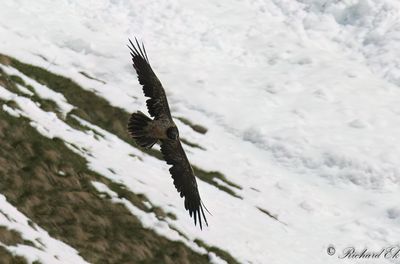 Lammgam - Bearded Vulture (Gypaetus barbatus)