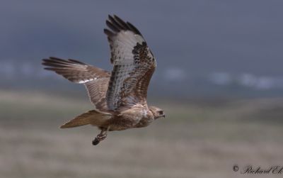 Stäppvråk - Steppe Buzzard (Buteo buteo vulpinus)