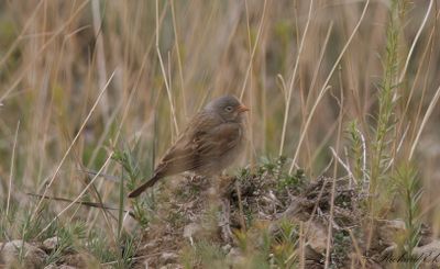 Bergortolansparv - Grey-necked Bunting (Emberiza buchanani)