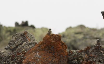 Svartkronad jrnsparv - Raddes Accentor (Prunella ocularis)