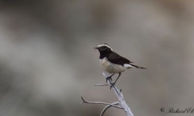Cypernstenskvätta - Cyprus Wheatear (Oenanthe cypriaca)