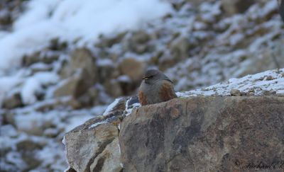 Alpjärnsparv - Alpine Accentor (Prunella collaris montana)