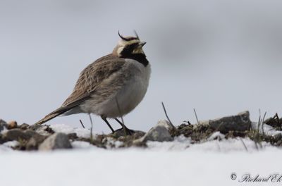 Berglärka - Shore Lark (Eremohila alpestris penicillata)