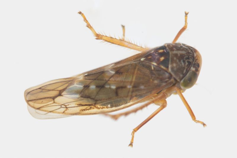 Leafhopper - Idiocerus rutilans 28-10-22.jpg