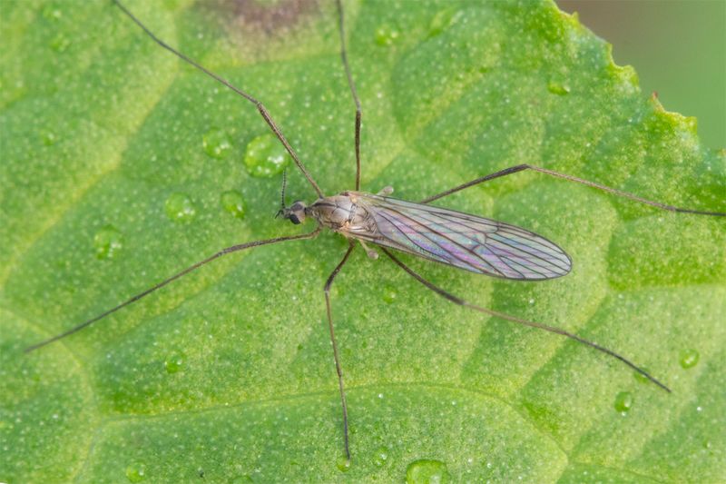 Cranefly - Ericonopa trivalis 28-10-22.jpg
