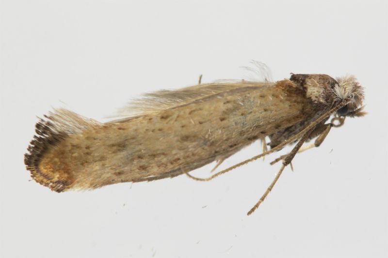 Micro Moth - Pseudoswammerdamia combinella 11-04-22.jpg