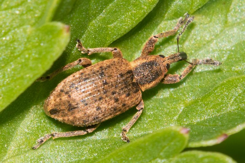 Weevil - Hypera conmaculata - previously H pollux 20-04-22.jpg