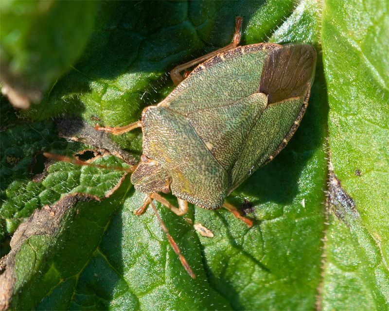 Green Shieldbug - Palomena prasina 02-01-23.jpg
