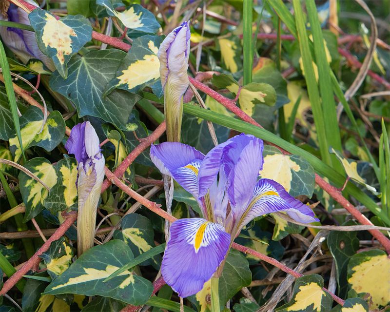 Winter Iris (Iris unguicularis) 20-01-23.jpg