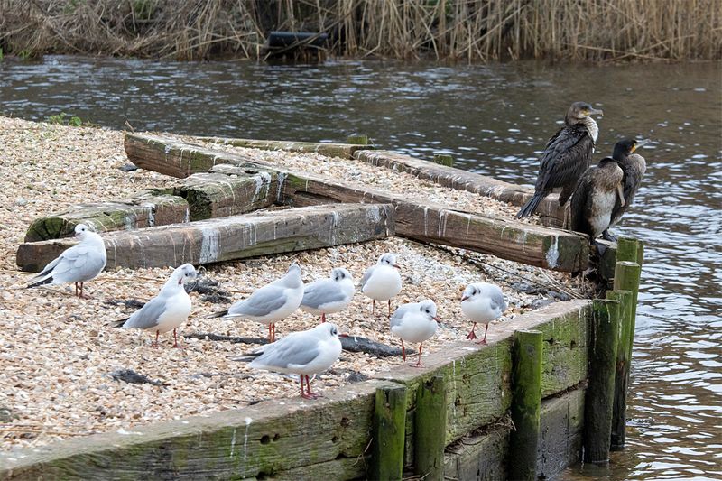 Black-headed Gulls & Cormorants - Torcross 27-01-23.jpg