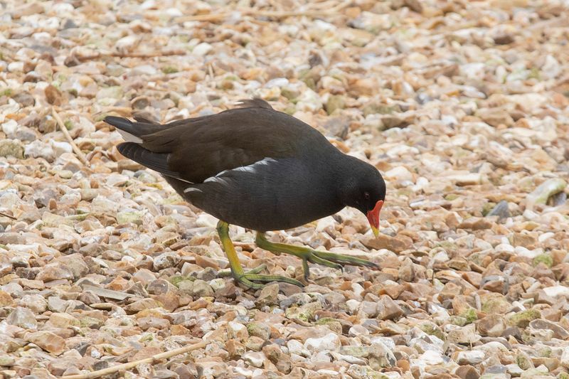 Moorhen - Torcross 27-01-23.jpg