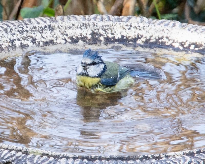 Blue Tit in bird bath 31-01-23.jpg