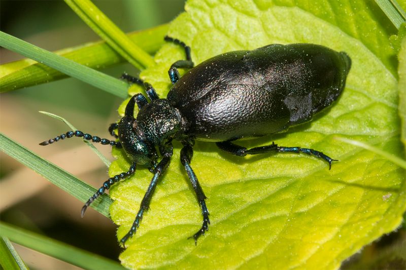 Black Oil Beetle - Meloe proscarabaeus 18-03-23.jpg