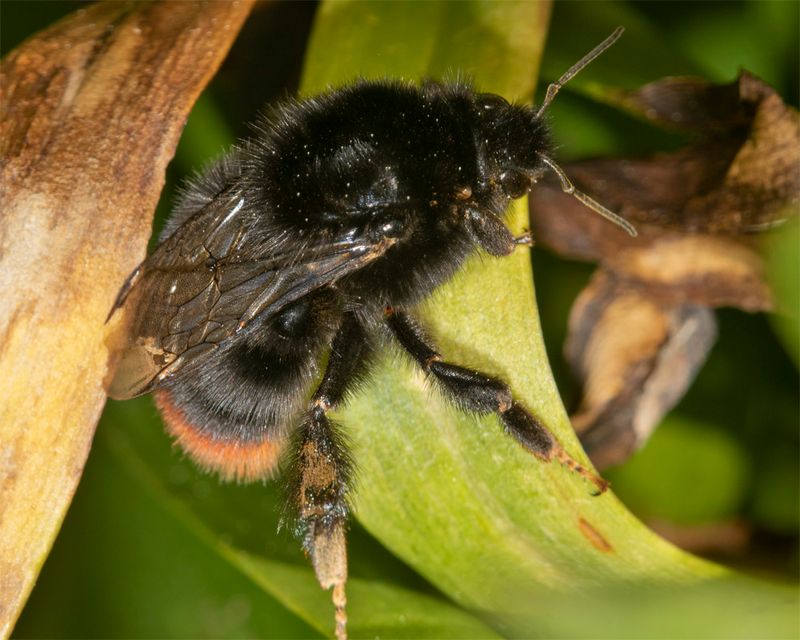 Red-tailed Bumblebee - Bombus lapidarius 18-03-23.jpg