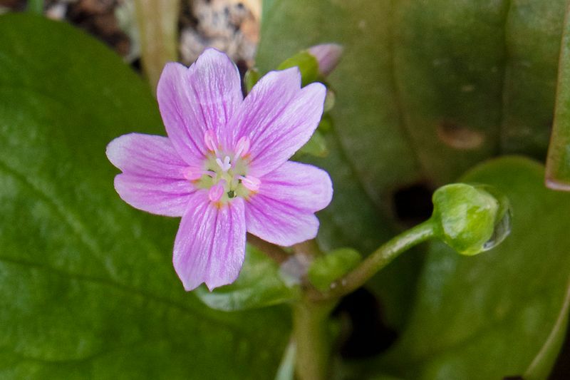 Pink Purslane - Claytonia sibirica - South Efford 22-03-23.jpg