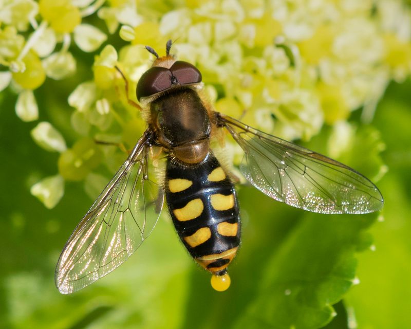Eupeodes luniger m 26-03-23.jpg