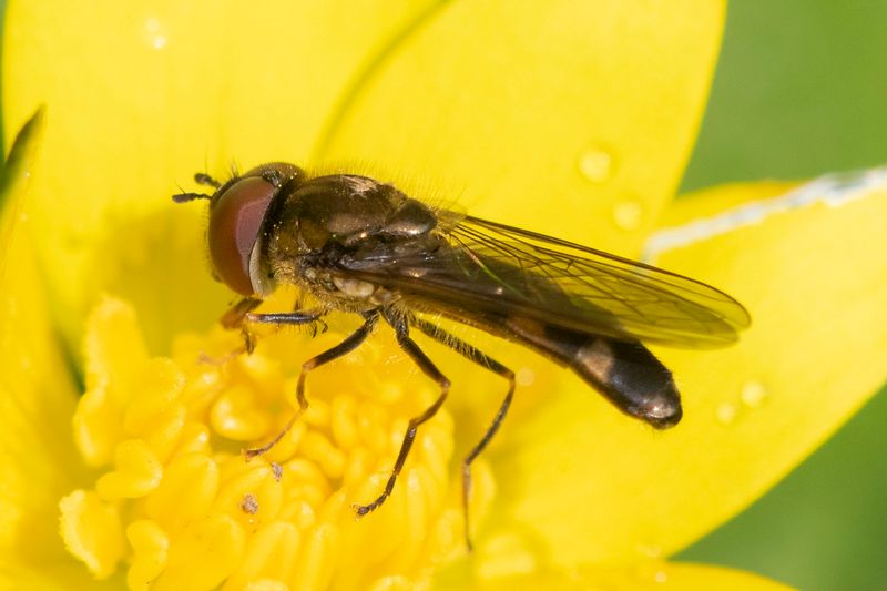 Meliscaeva auricollis m 26-03-23.jpg