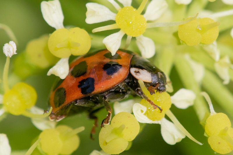 Harlequin Ladybird - Harmonia axyridis 26-03-23.jpg