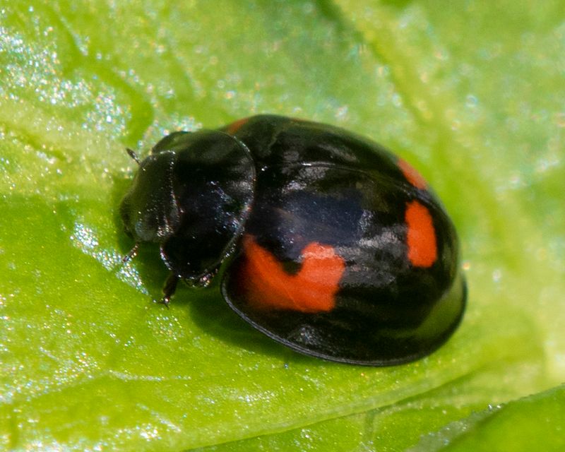Pine Ladybird - Exochomus 14-pustulatus 26-03-23.jpg