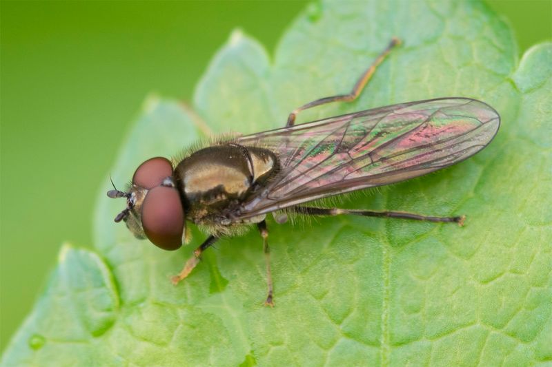 Platycheirus albimanus m 26-03-23.jpg