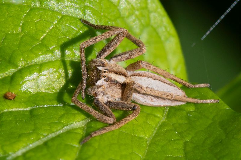 Pisaura mirabilis 26-03-23.jpg
