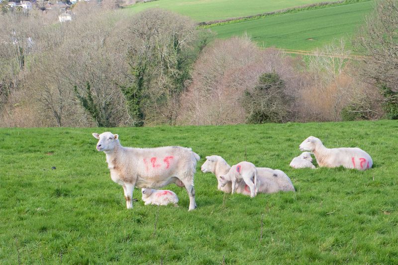 Week 12 - Sheep at Snapes Point.jpg