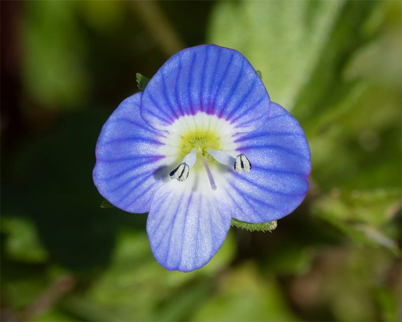 Germander Speedwell 26-03-23.jpg
