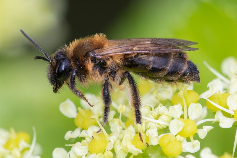 Andrena nigroaenea - Buffish Mining Bee f 26-03-23.jpg
