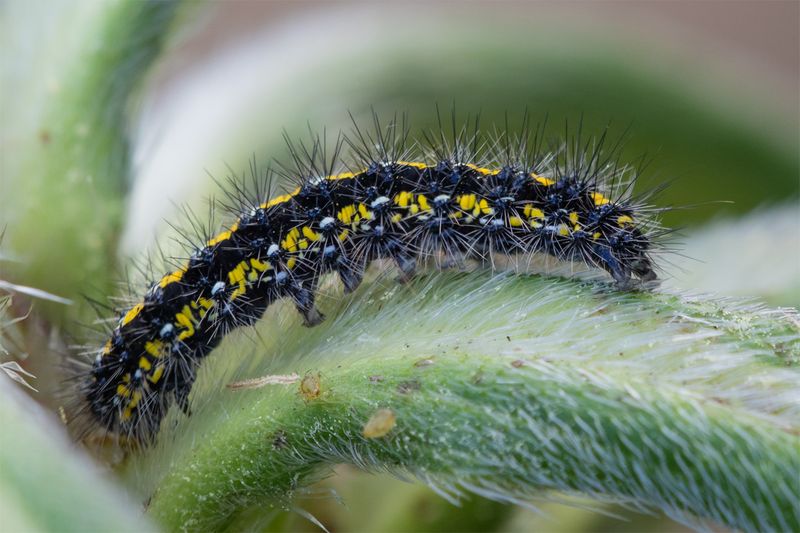 Scarlet Tiger Moth - Callimorpha dominula caterpillar 03-04-23.jpg