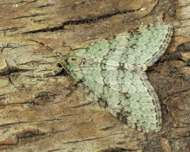 Early Tooth-striped Moth - Trichopteryx carpinata 02-04-23.jpg