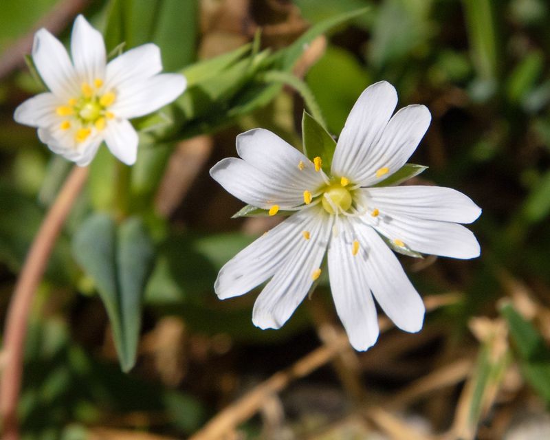 Greater Stitchwort - Stellaria holostea 04-04-23.jpg
