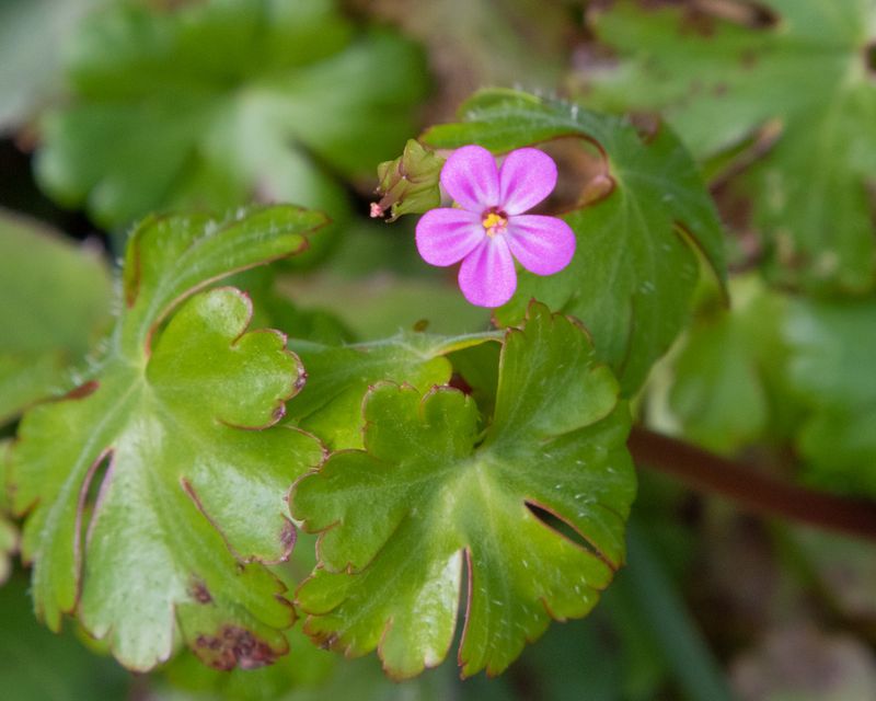 Shining Cranesbill - Geranium lucidum 04-04-23.jpg