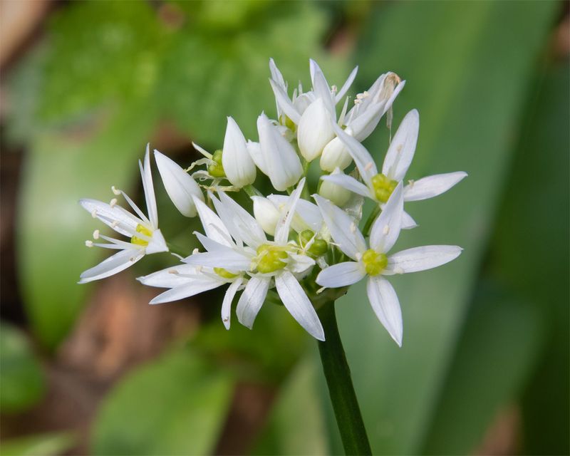Ransoms - Allium ursinum 04-04-23.jpg