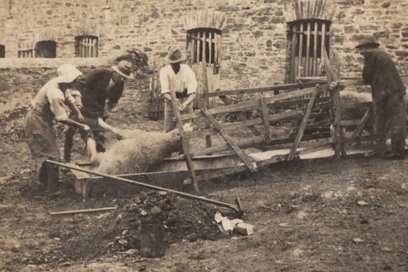 Sheep Dipping 100 years ago.jpg