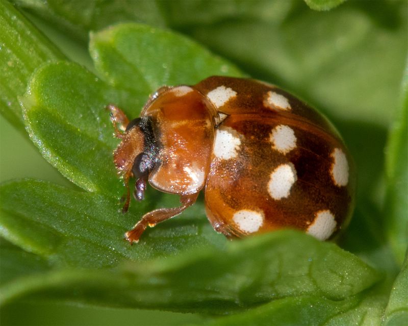 Cream-spot Ladybird - Calvia 14-guttata 07-04-23.jpg