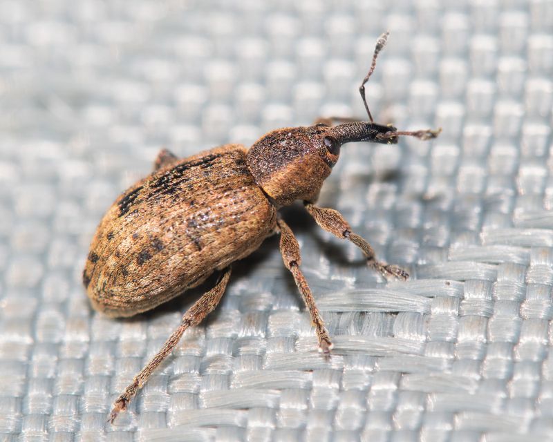 Weevil - Hypera conmaculata - pollux 07-04-23.jpg