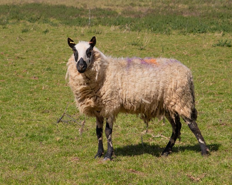 Sheep - probably Welsh Kerry Hill Breed - Mill Farm - South Milton 07-04-23.jpg