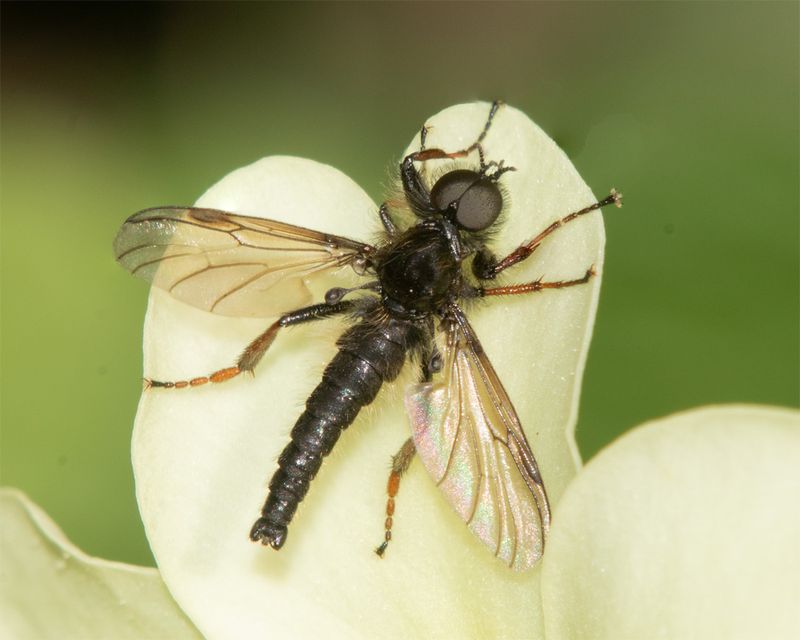 Bibio lanigerus m 08-04-23.jpg