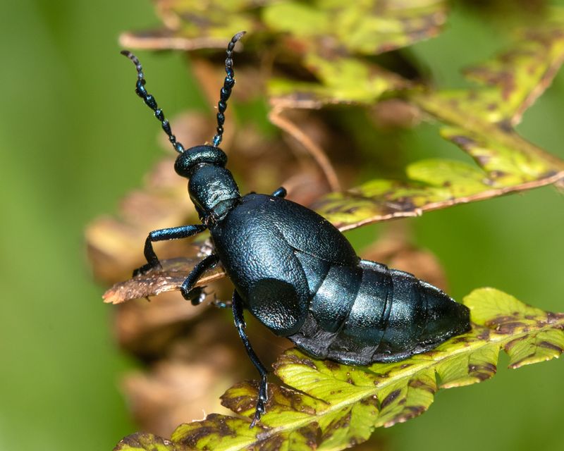 Violet Oil Beetle - Meloe violaceus 08-04-23.jpg