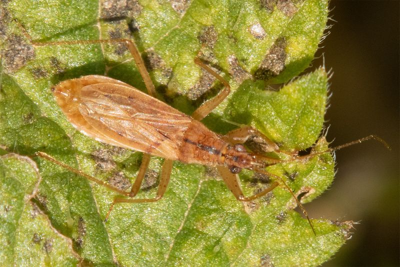 Common Damsel Bug - Nabis rugosus 09-04-23.jpg