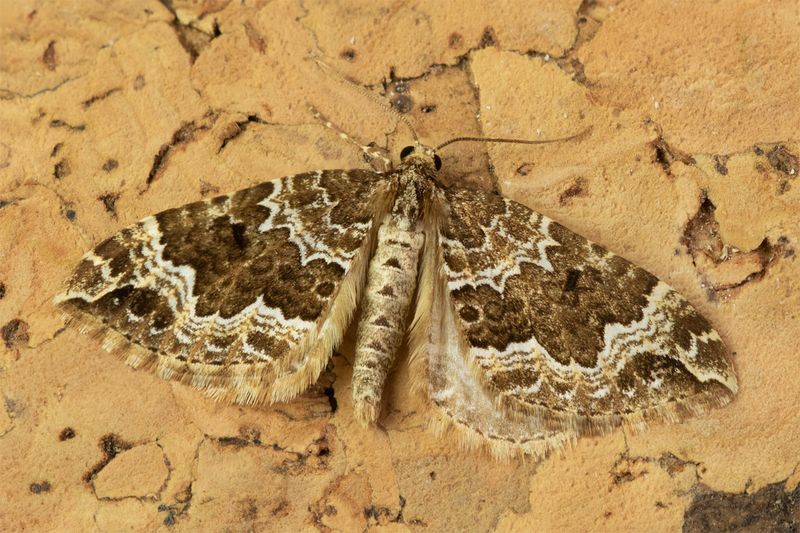 Water Carpet Moth - Lampropteryx suffumata 08-04-23.jpg