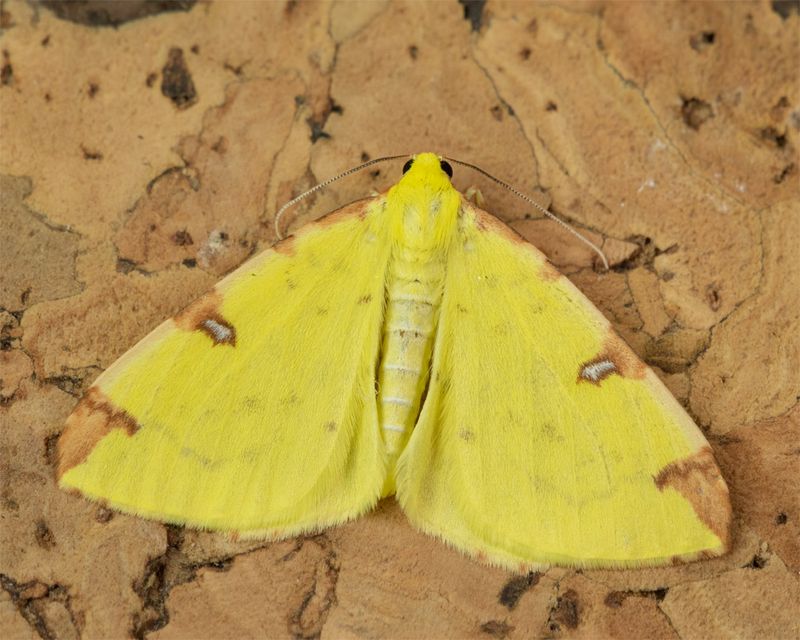 Brimstone Moth - Opisthograptis luteolata 15-04-23.jpg