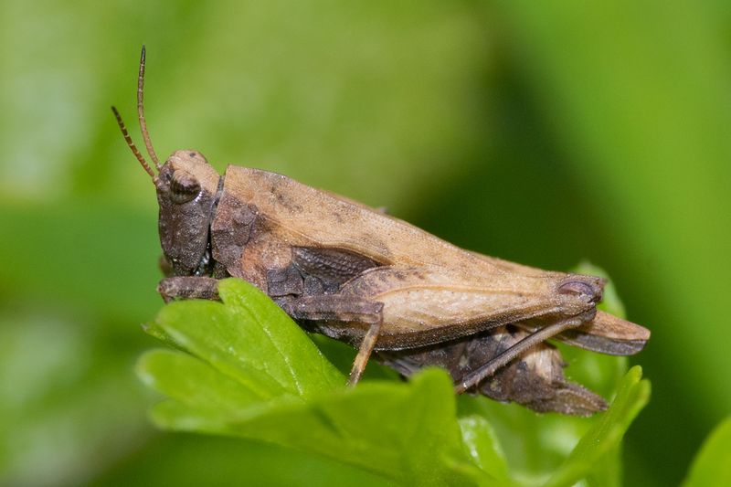 Common Groundhopper - Tetrix undulata 29-04-23 side.jpg