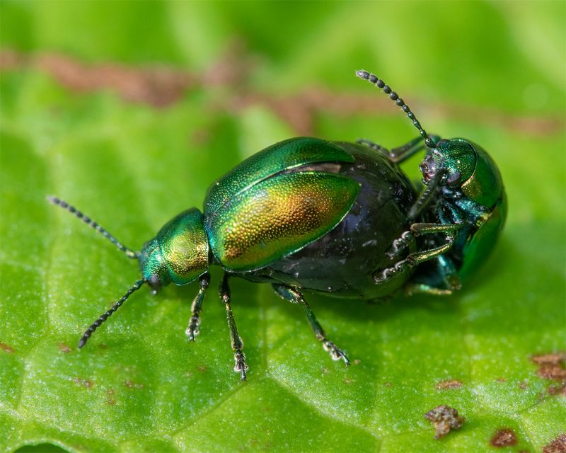Green Dock Beetle - Gastrophysa viridula 29-04-23.jpg