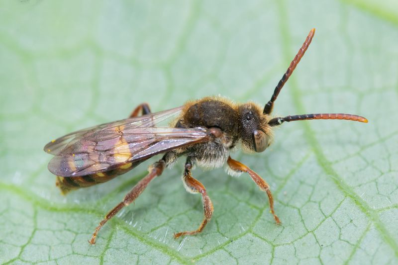Nomada ruficornis - Forked-jawed Nomad Bee m 29-04-23.jpg