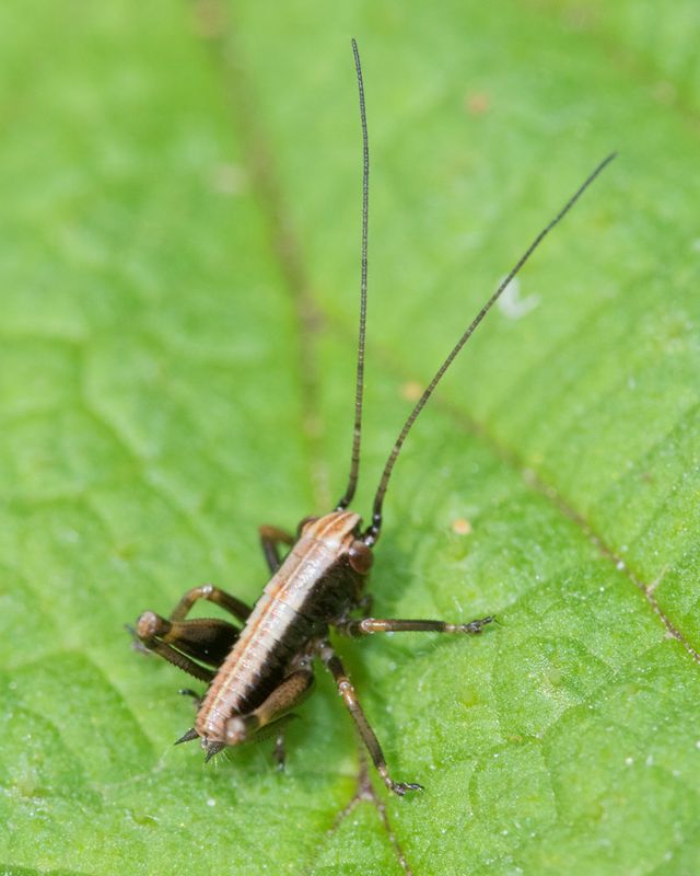 Dark Bush Cricket - Pholidoptera griseoaptera nymph 29-04-23.jpg