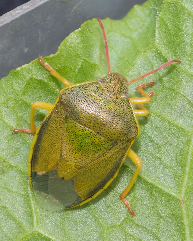 Gorse Shieldbug - Piezodorus lituratus 01-05-23.jpg