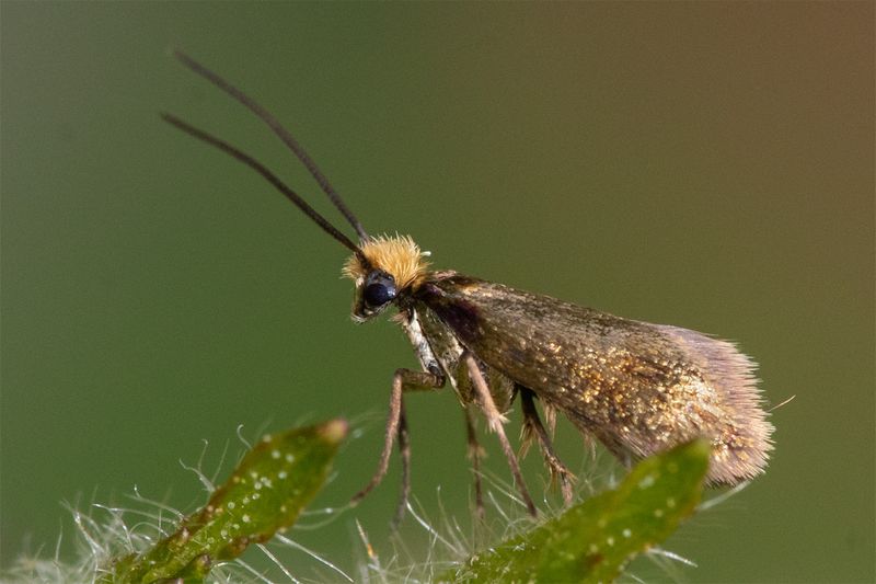 Moth - Micropterix calthella 01-05-23.jpg