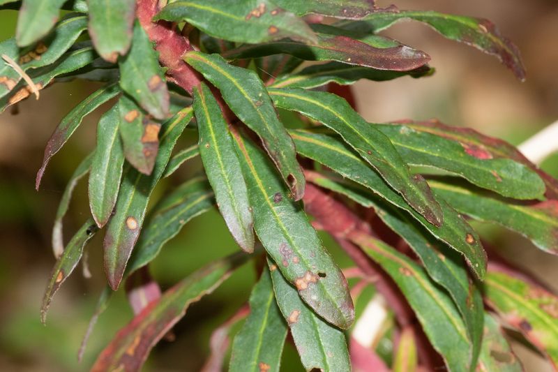Wood Spurge - Euphorbia amygdaloides -leaves 01-05-23.jpg