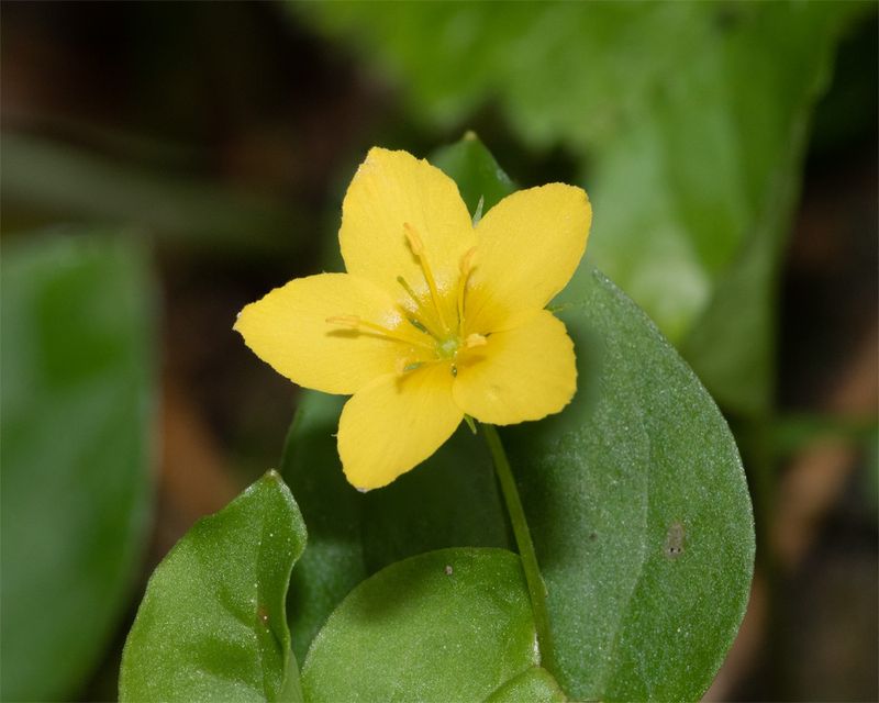 Yellow Pimpernel - Lysimachia nemorum - Aveton Wood 01-05-23.jpg